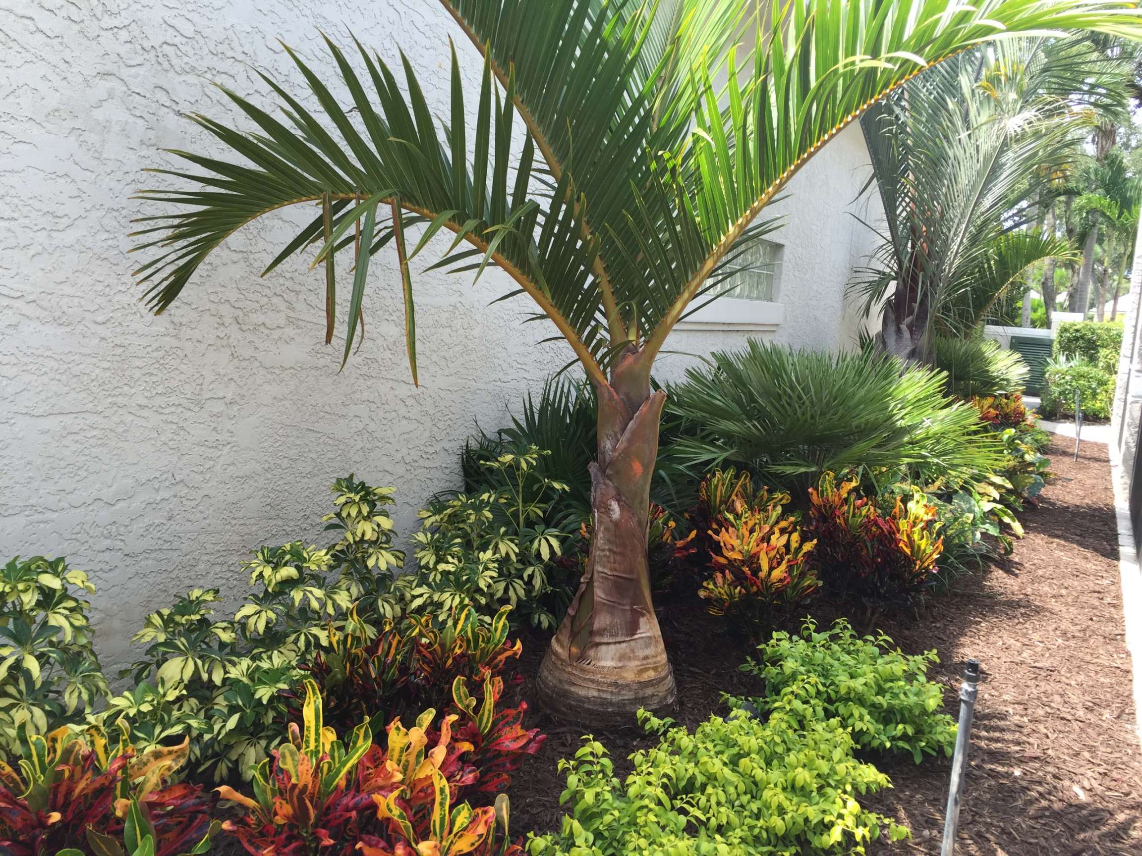 Palm Tree Backyard - Photos & Ideas  Houzz