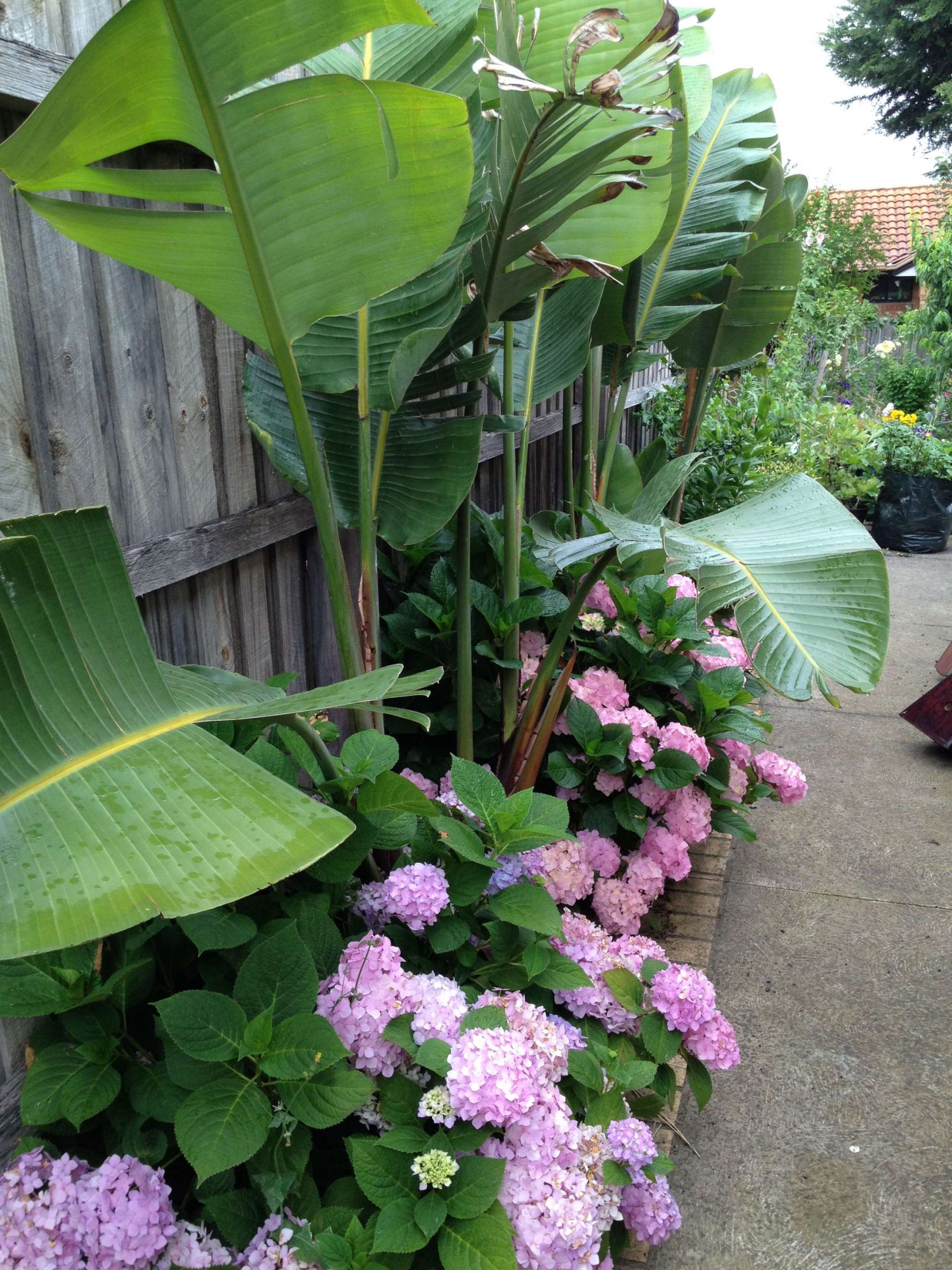 Pin by Rolla Tahan on Flowers  Tropical backyard, Tropical garden