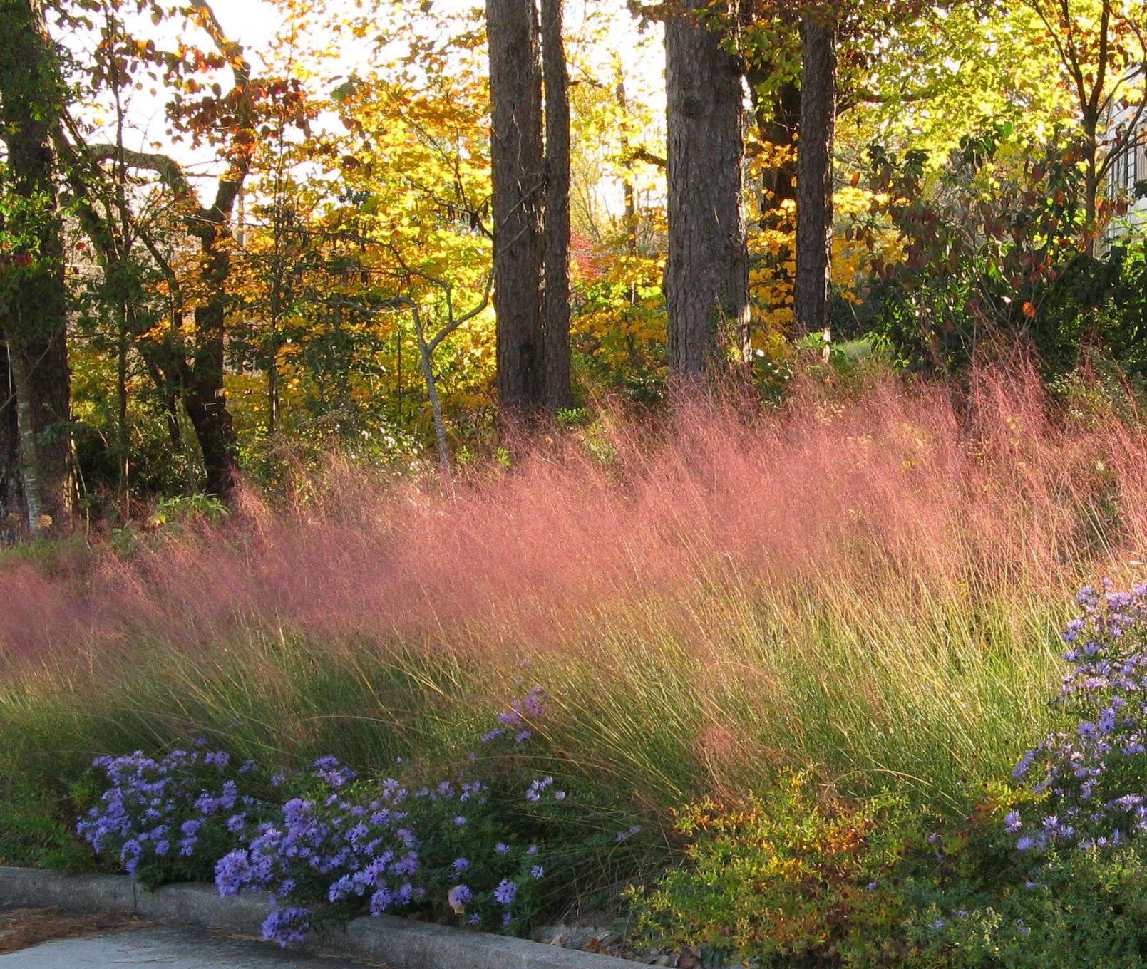 Pink Grasses:  Ideas for Muhlenbergia in a Landscape - Gardenista
