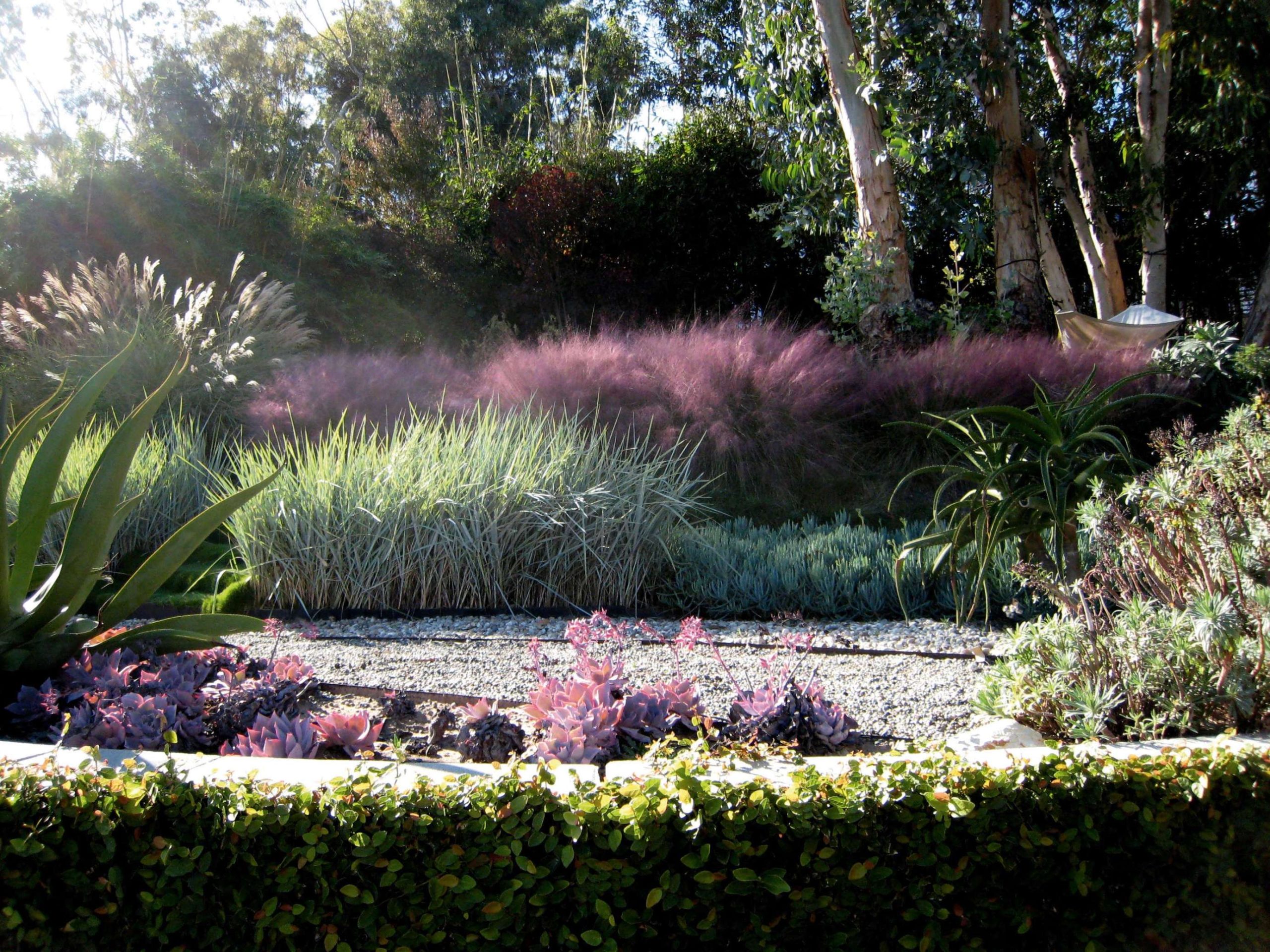 Pink Grasses:  Ideas for Muhlenbergia in a Landscape - Gardenista