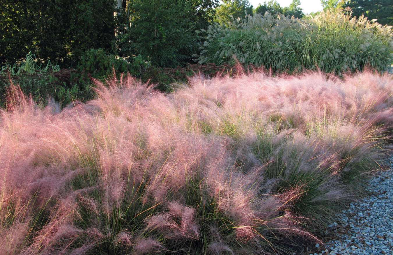 Pink Grasses:  Ideas for Muhlenbergia in a Landscape - Gardenista