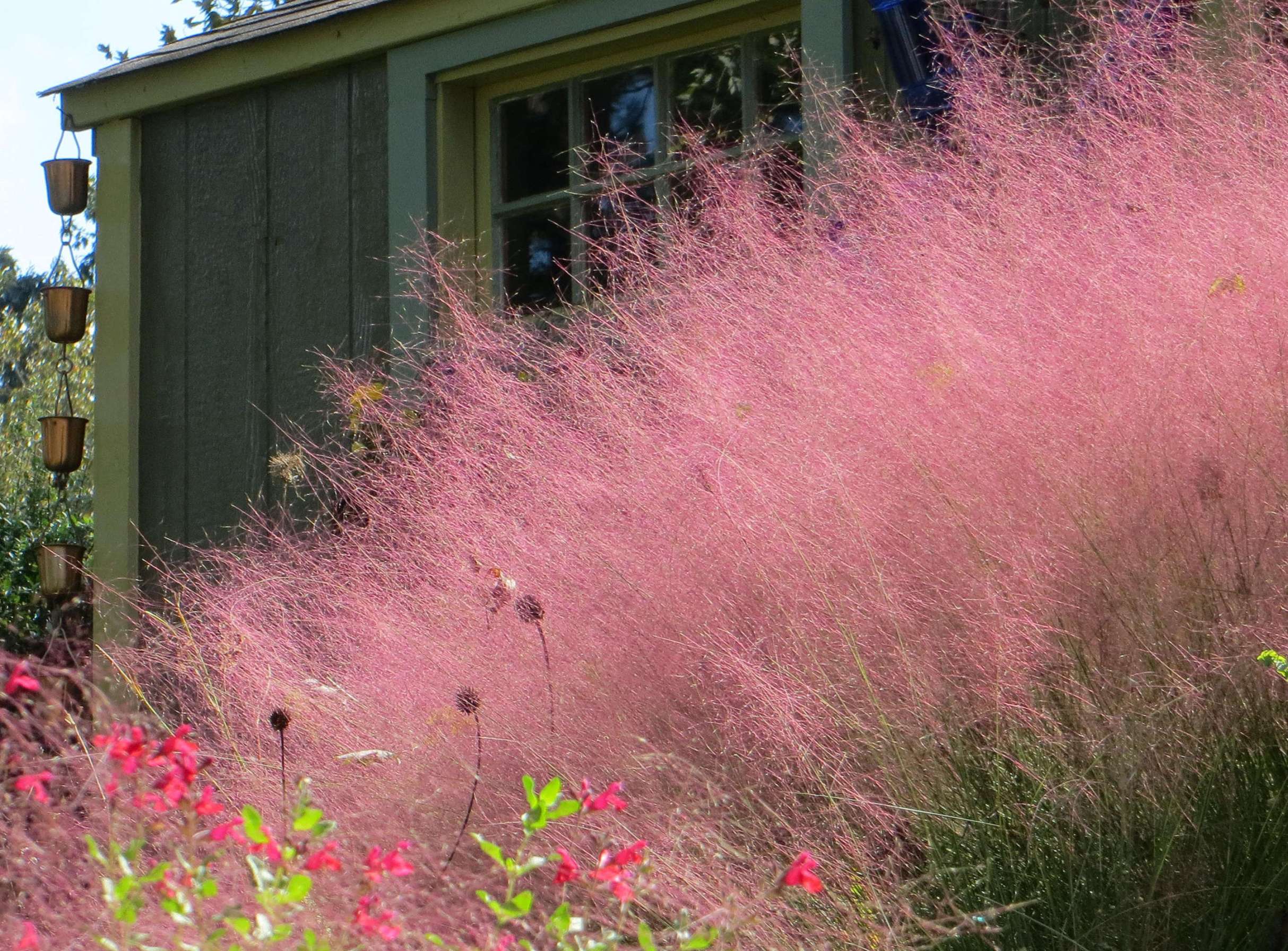 Pink Grasses:  Ideas for Muhlenbergia in a Landscape - Gardenista