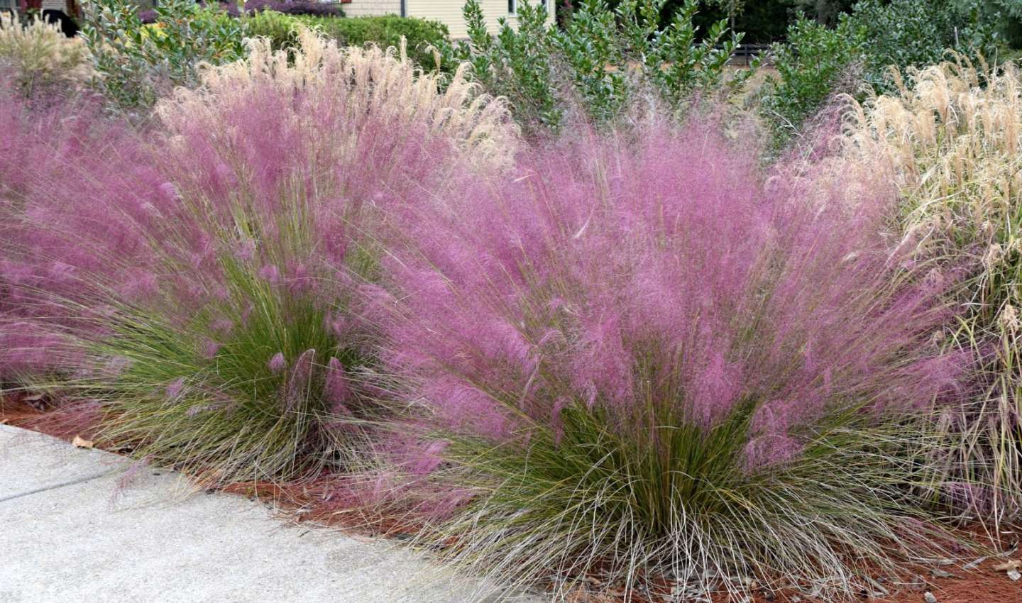 Pink Muhly Grass Care - PlantingTree