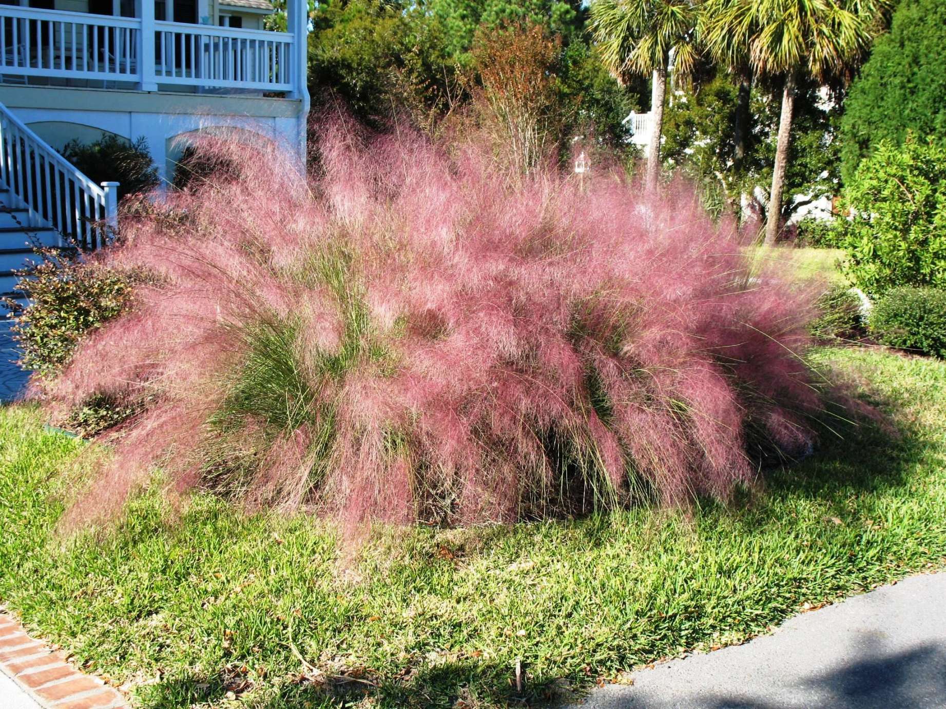 Pink Muhly Grass. It