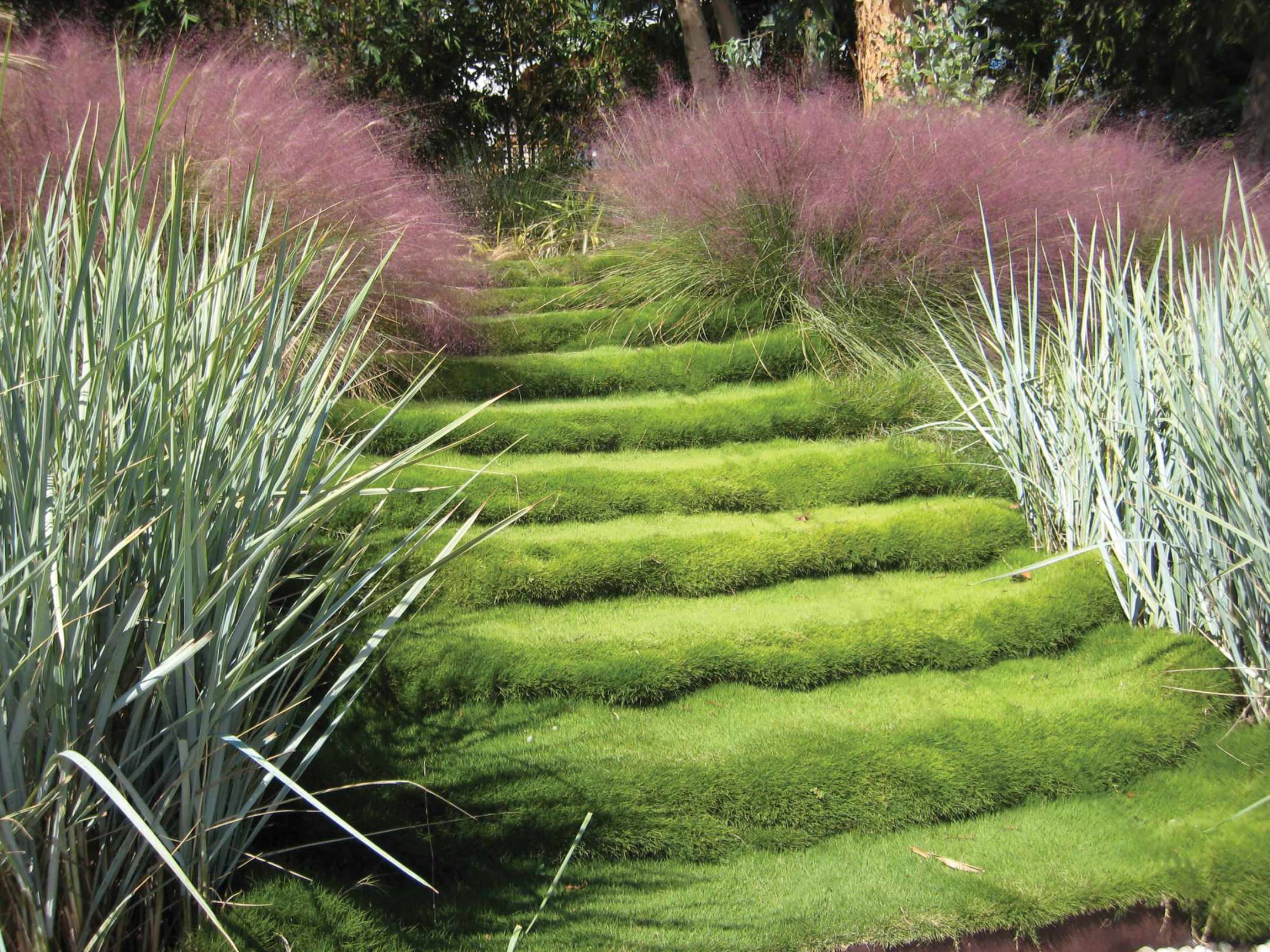 Pink Muhly Grass - Photos & Ideas  Houzz