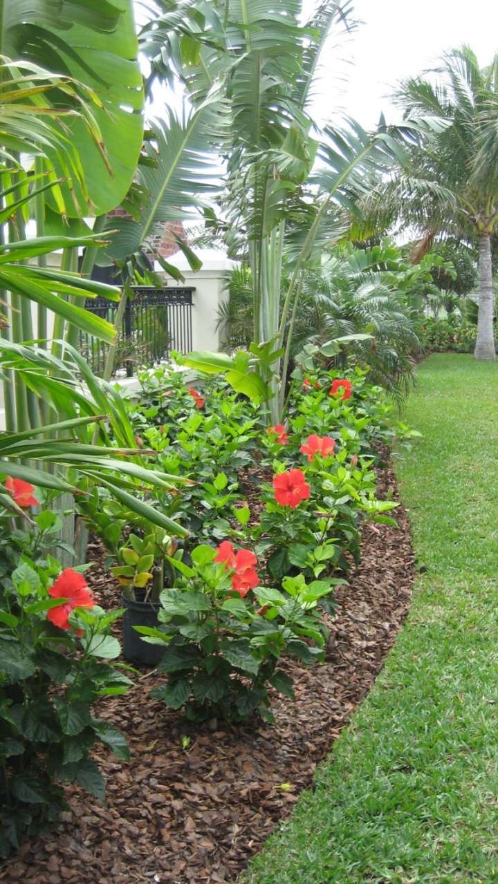 Plant Hibiscus for a Colorful Landscape