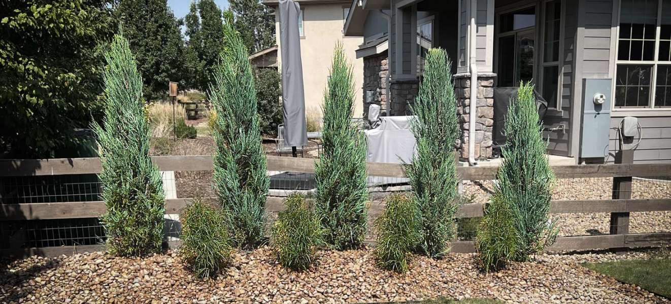 Plant of the Month for Broomfield Colorado area landscapes