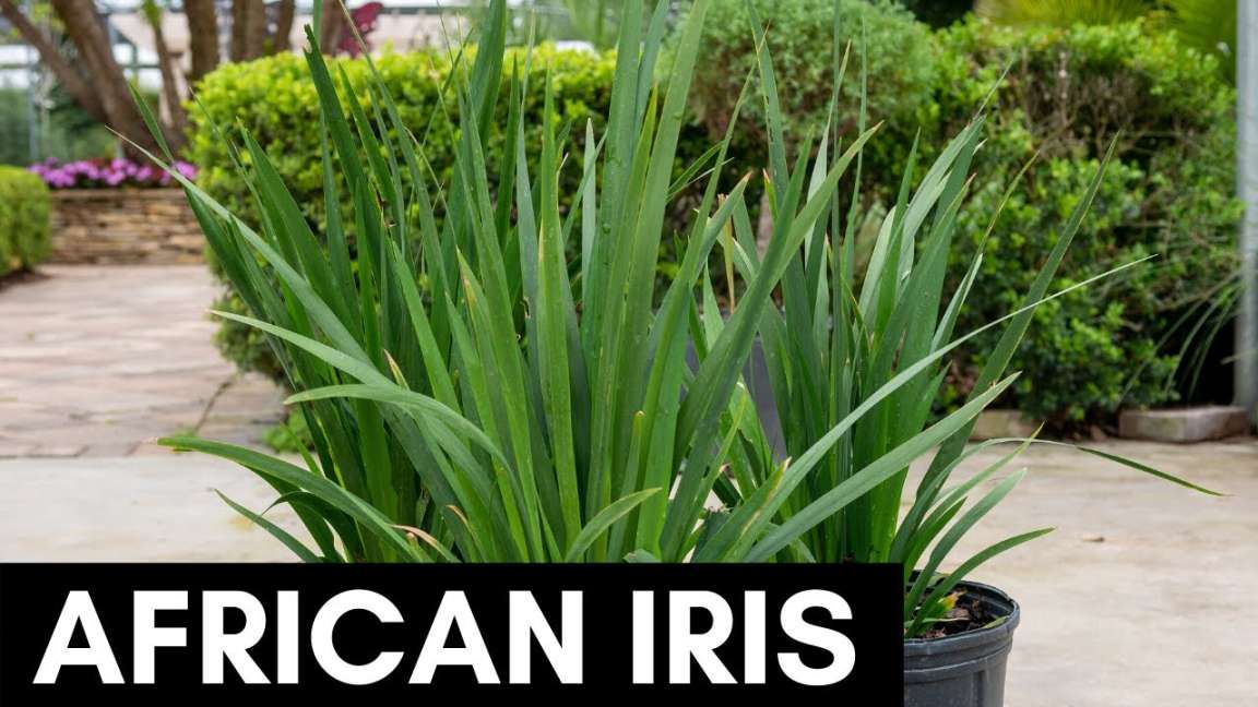 Plant of the Week: African Iris - VerdeGo