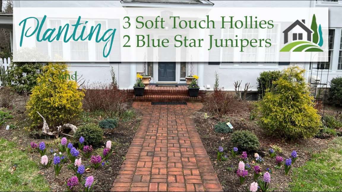 Planting  Soft Touch Hollies and  Blue Star Junipers - 🌳🌳🌳🌳🌳