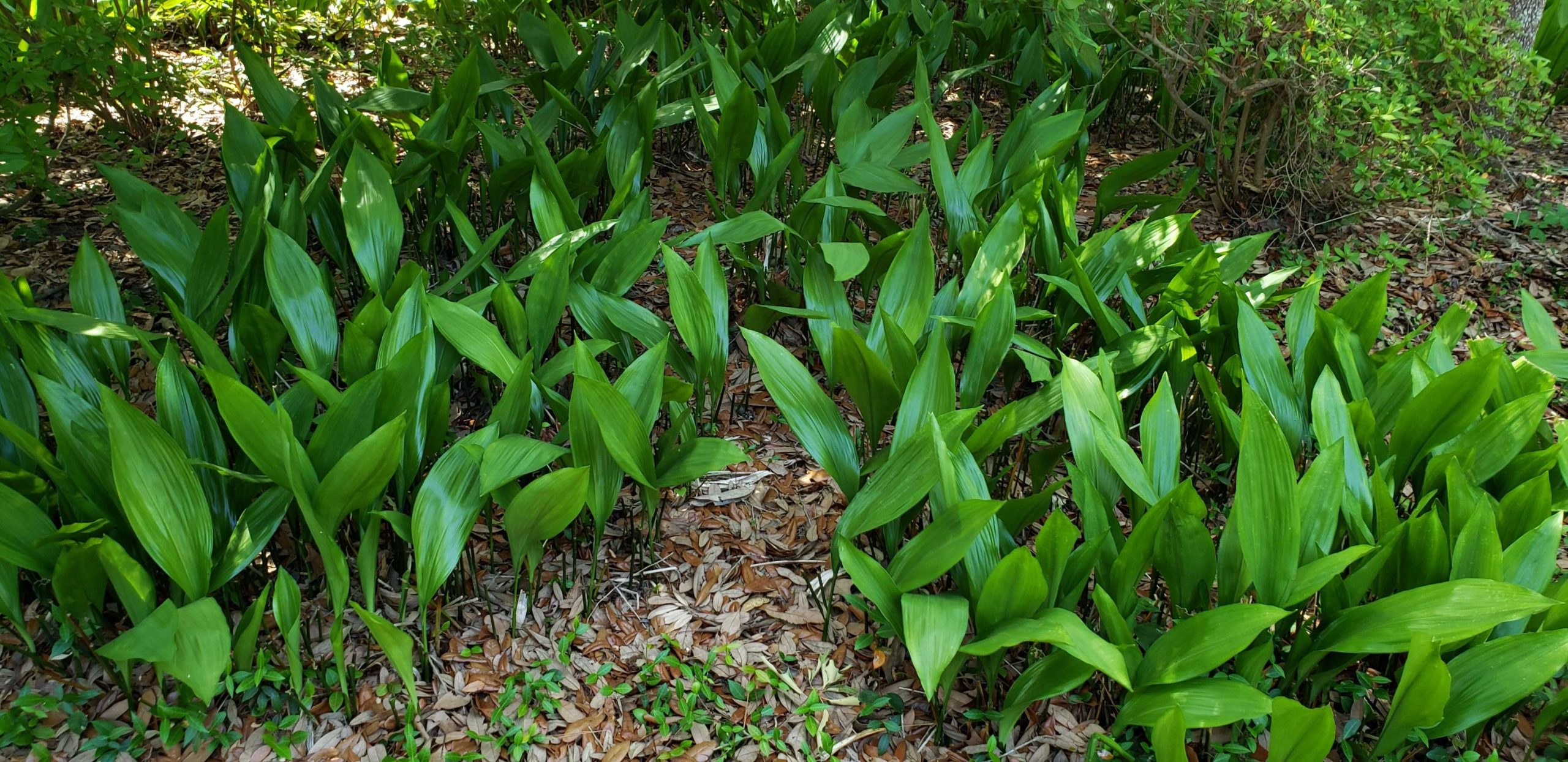 Shade-loving cast iron is one tough little plant