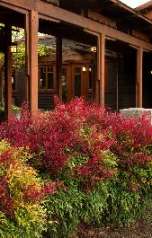 Sienna Sunrise® Heavenly Bamboo, Nandina domestica 