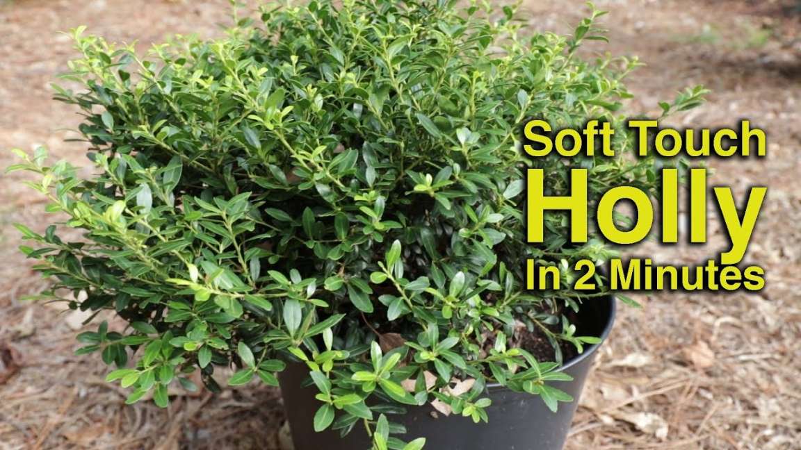 Soft Touch Holly in  Minutes - Low Growing Evergreen Foundation Plant