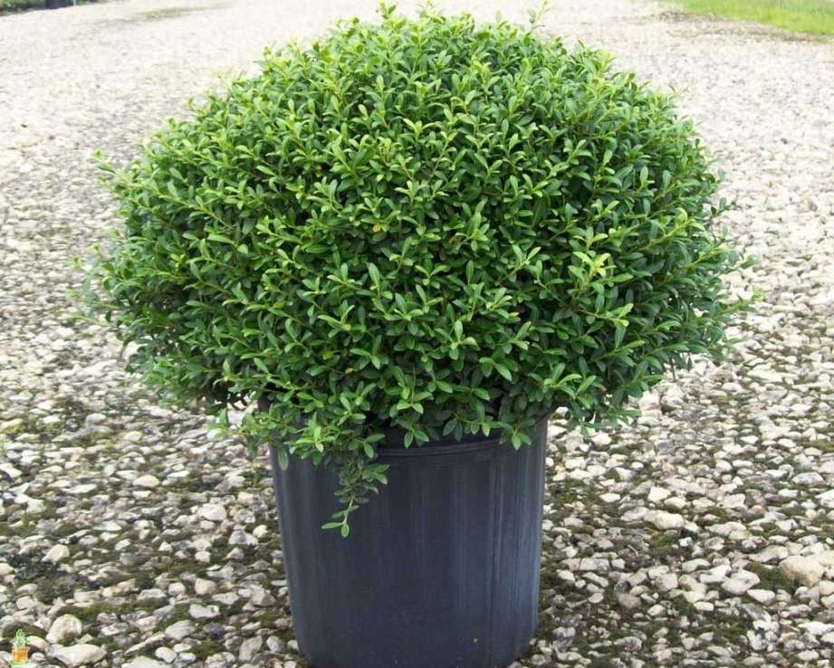 Soft Touch Holly  Soft Touch Compact Holly - PlantingTree