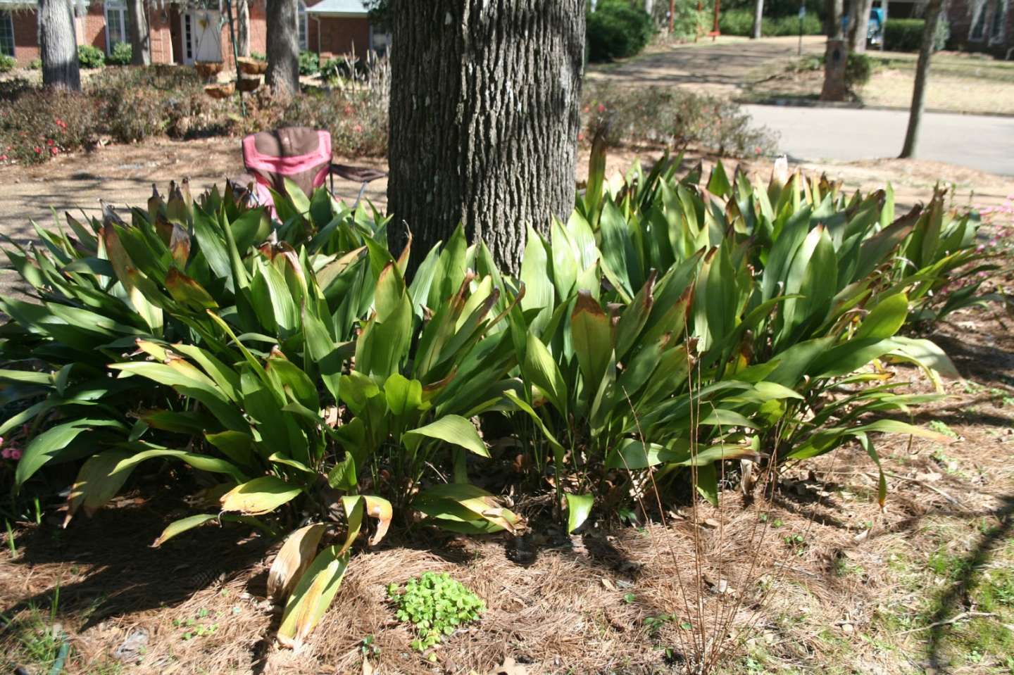 Sparkling Like A Diamond: Cast Iron Plant