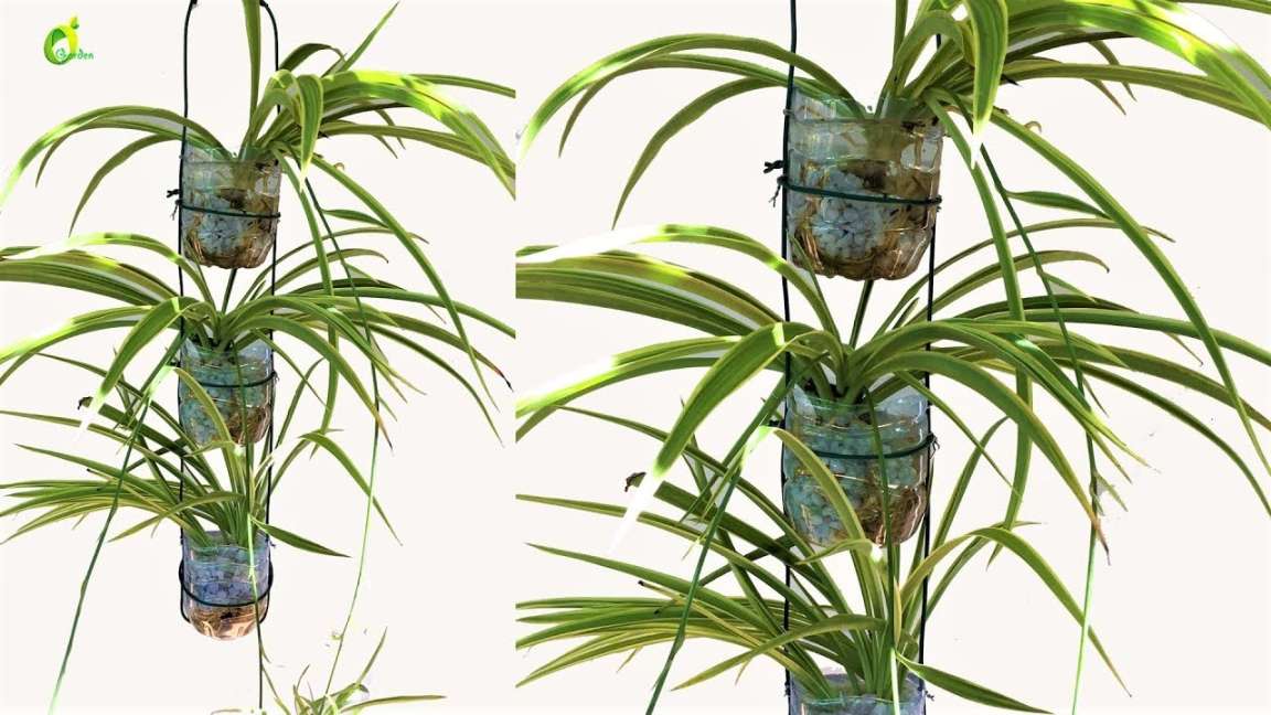 spider plant growing idea/plastic bottle planter/spider plant in  water/organic garden