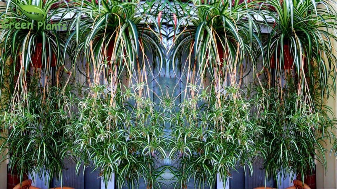 Spider plants Hanging Garden Making with UPDATE  Spider plants with Lot