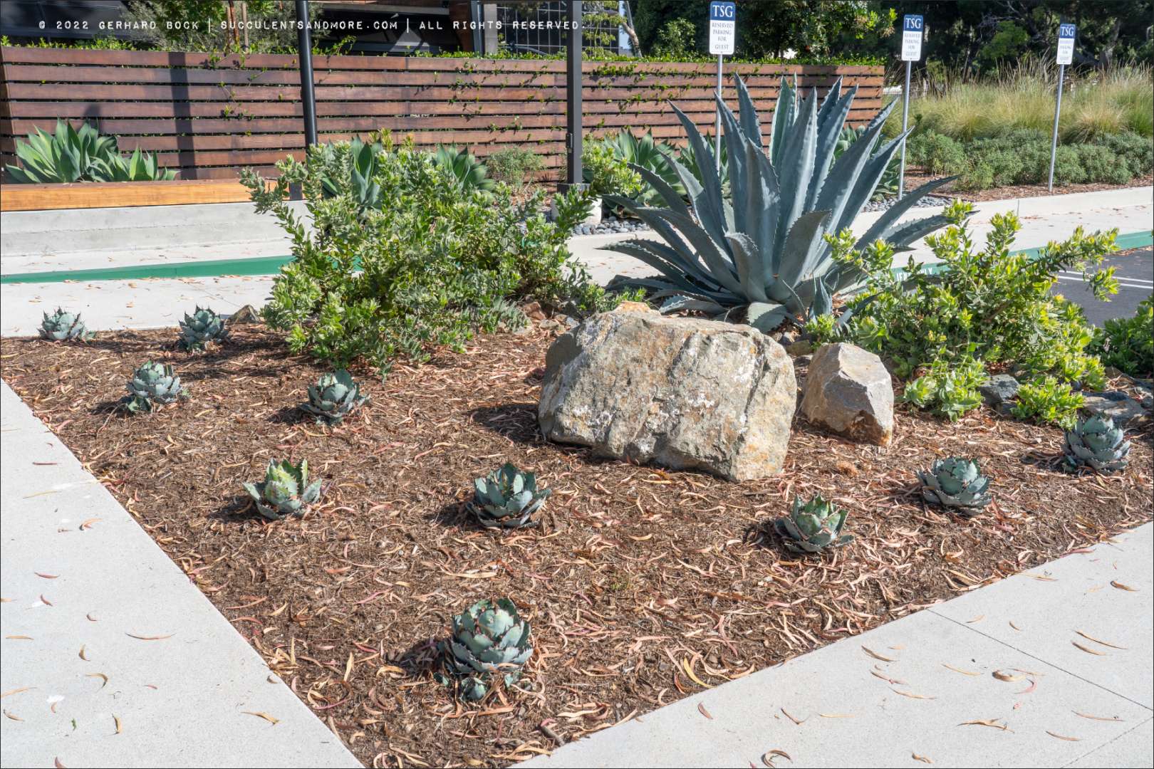 Superb agave-centric commercial landscaping in Irvine