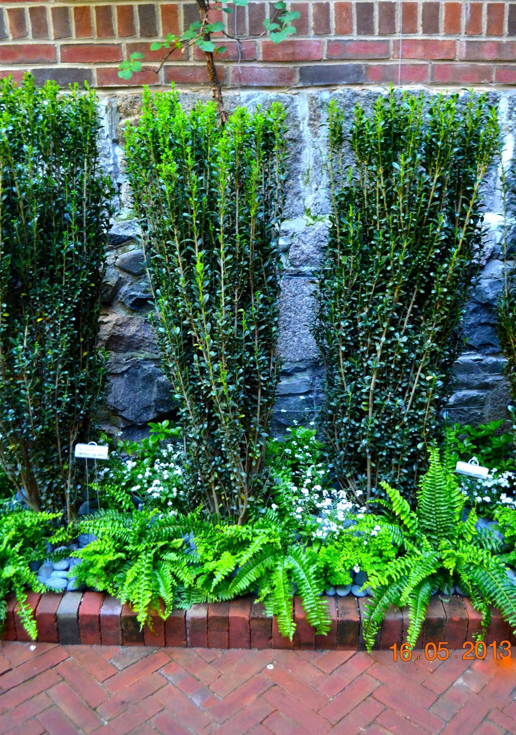 tall bushes to hide foundation wall  Front yard landscaping