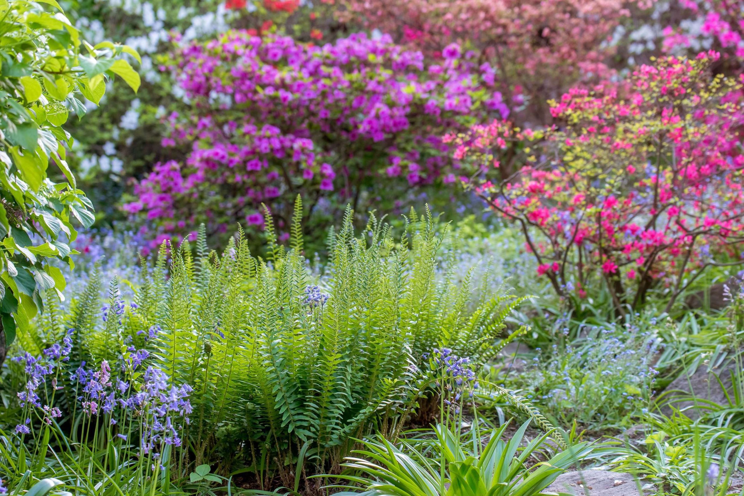 This Gorgeous Fern Garden Shows That These Plants Aren