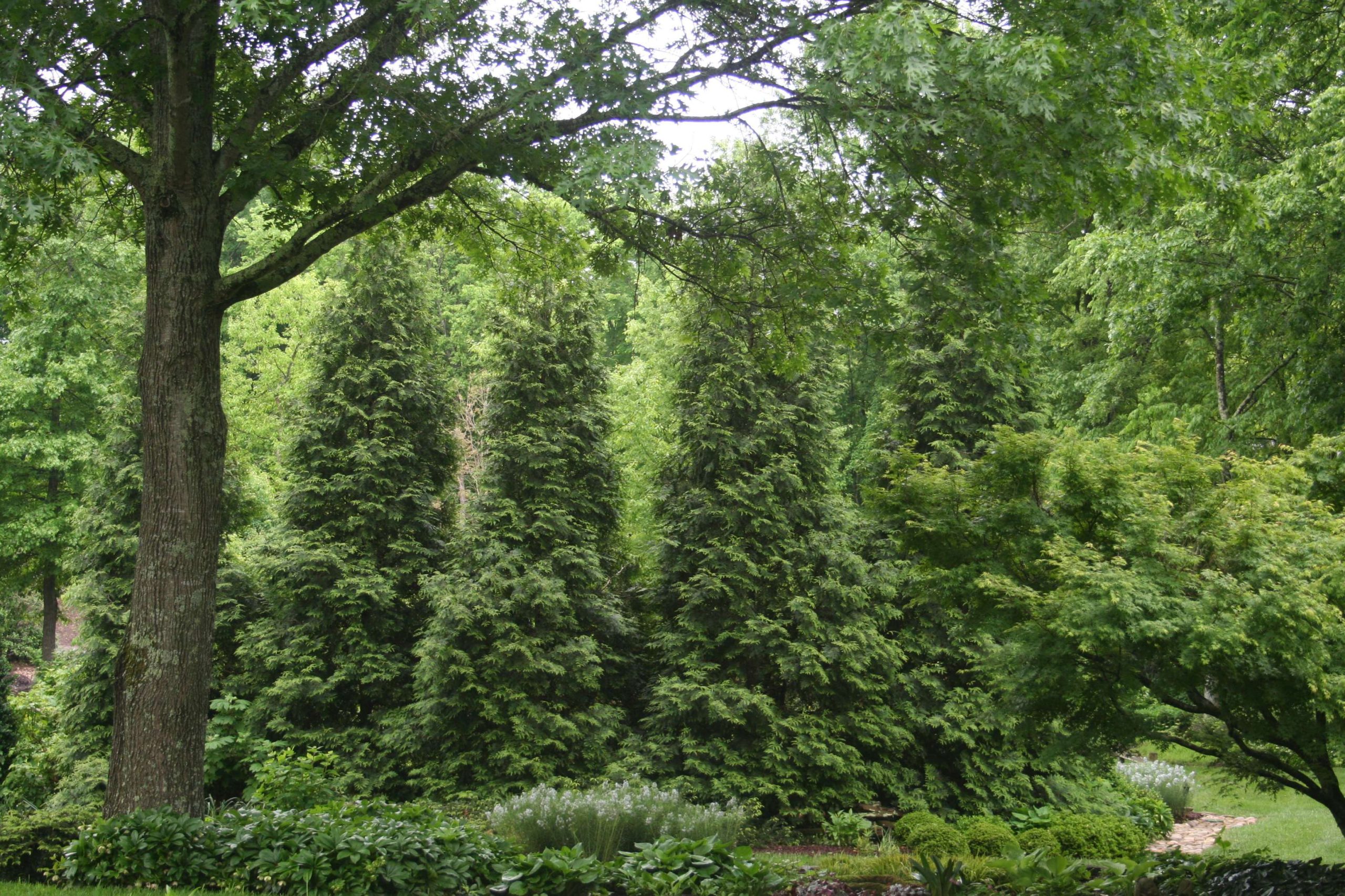 Thuja Green Giant For Your Tennessee Gardens - Acer Landscape