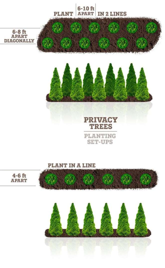 Thuja Green Giant Privacy Screen in   Backyard landscaping