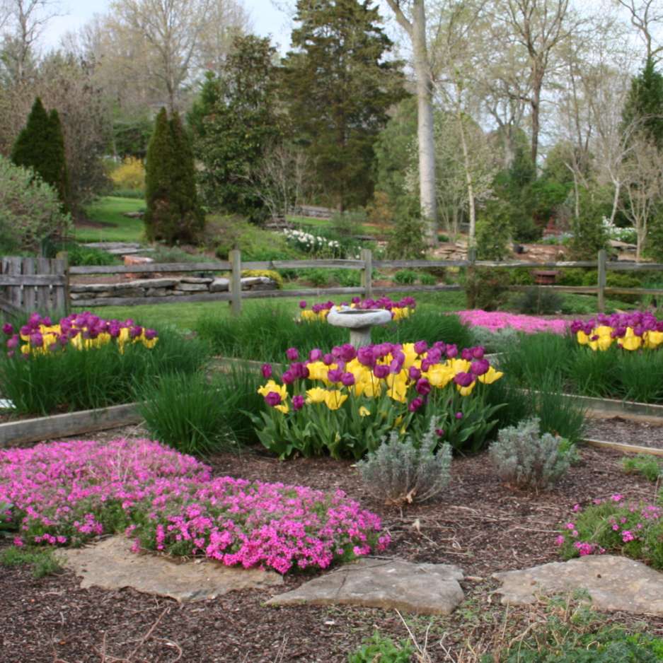 Tips for Planting Tulips in Tennessee - Acer Landscape Services
