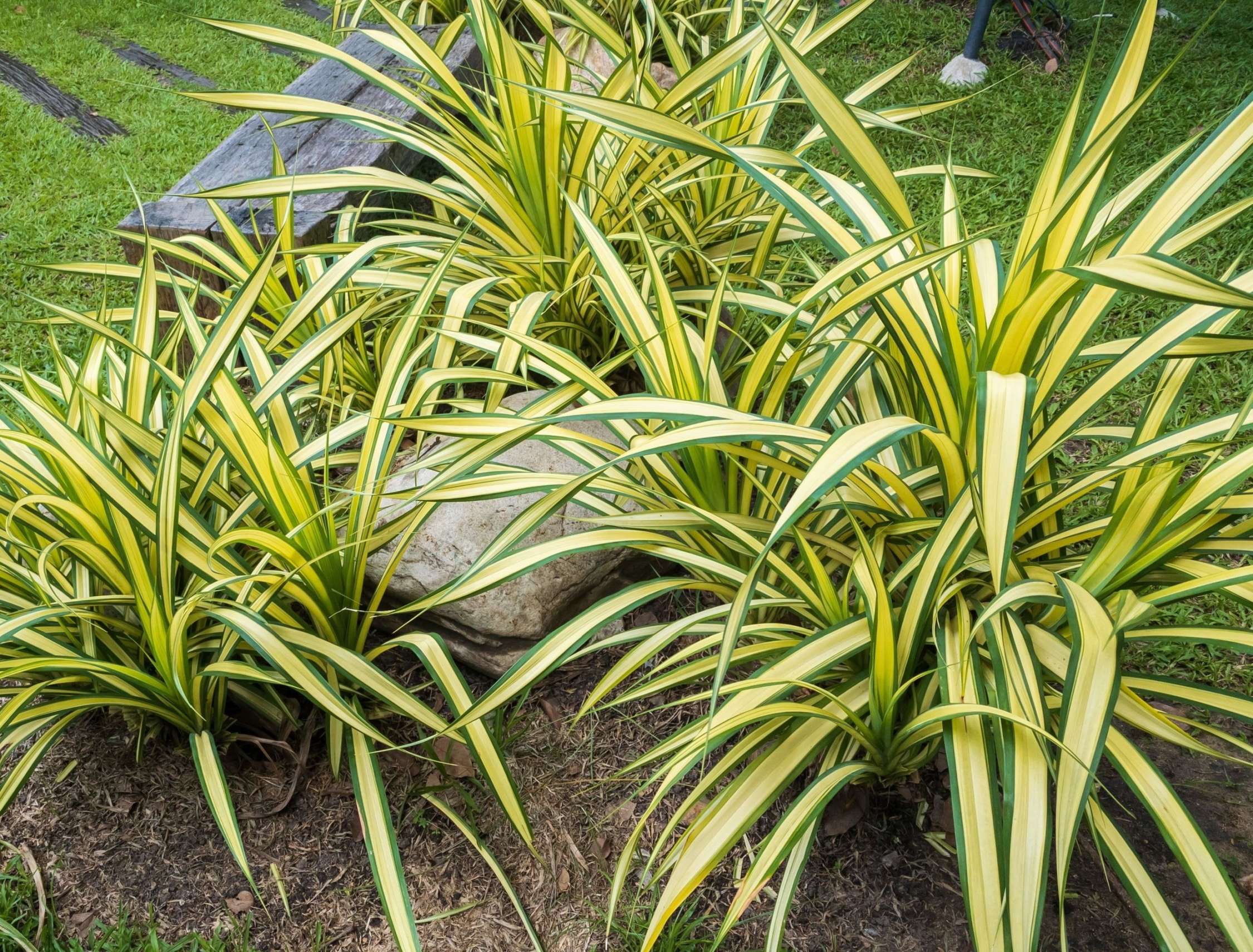 Tips to Growing Spider Plants Outdoors