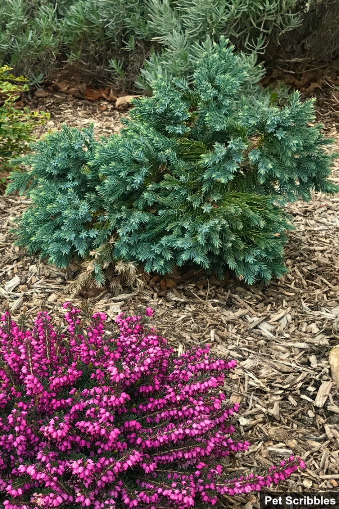 Why you want Blue Star Juniper in your garden - Garden Sanity by