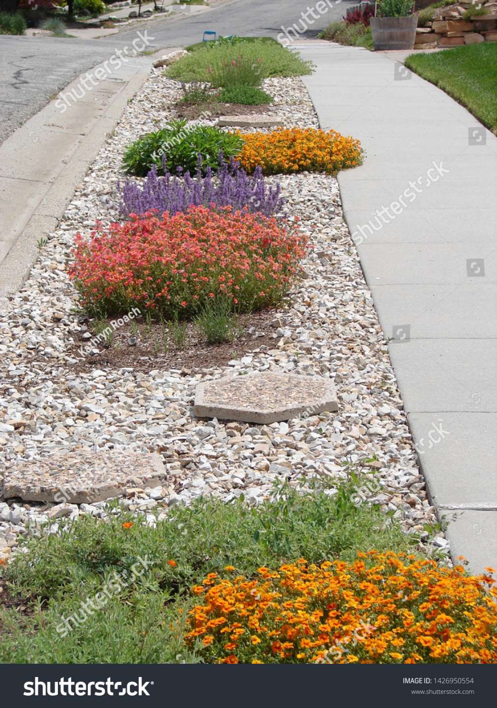 Xeriscape Planting Flowers Parking Strip Water Stock Photo
